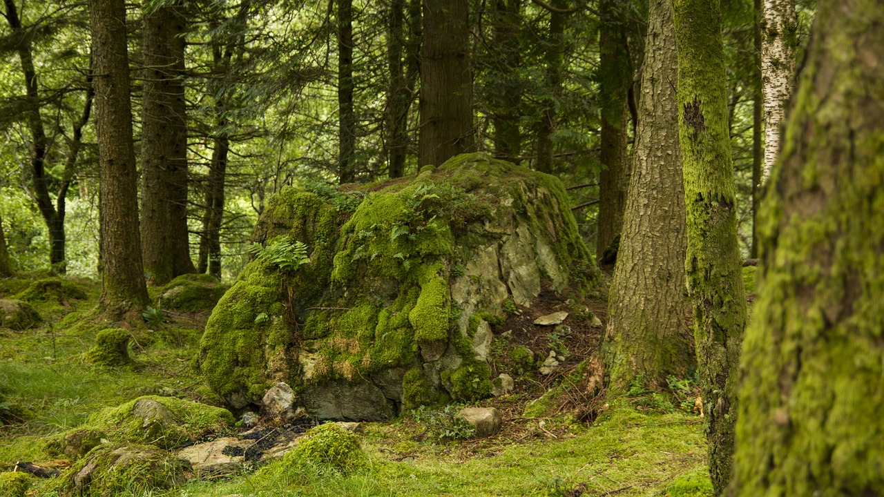 forest moss boulder free photo