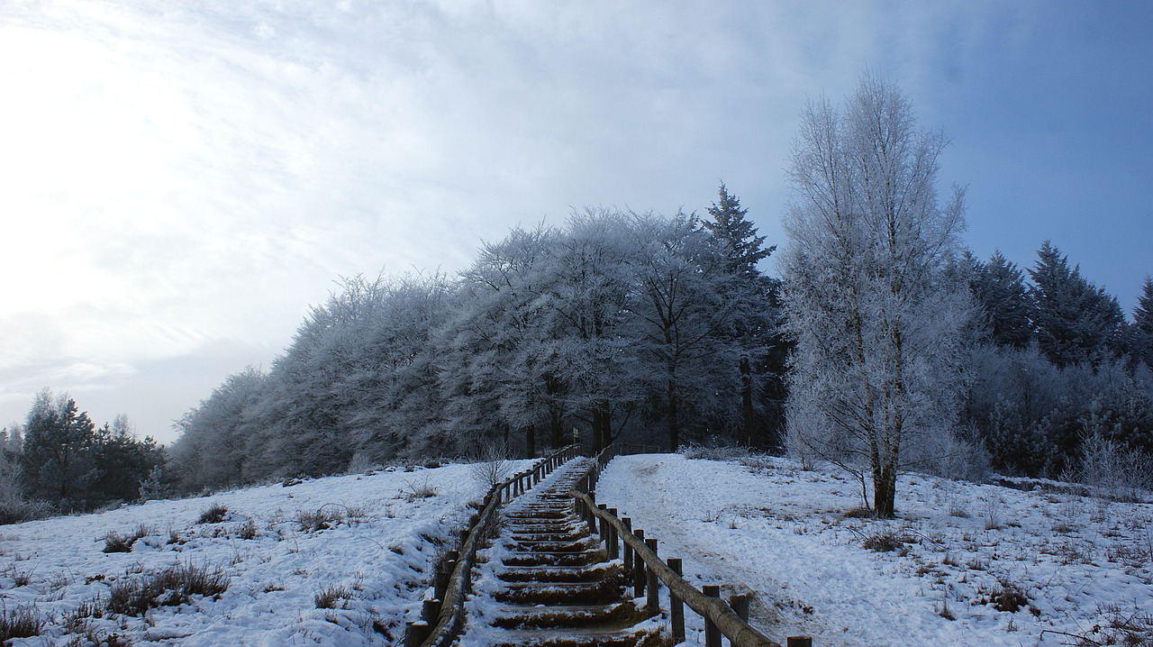 forest trees snow landscape free photo