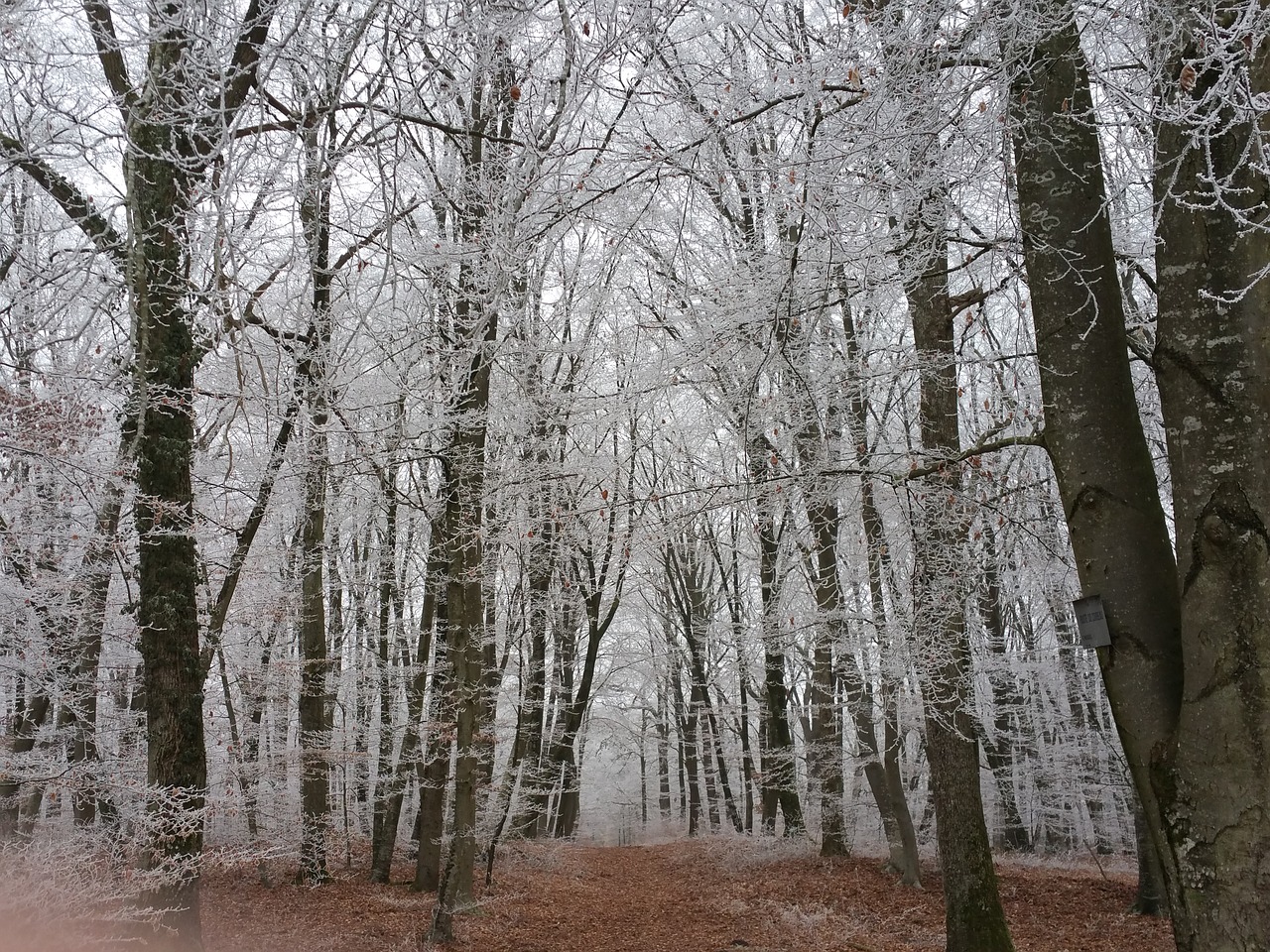 forest trees winter free photo