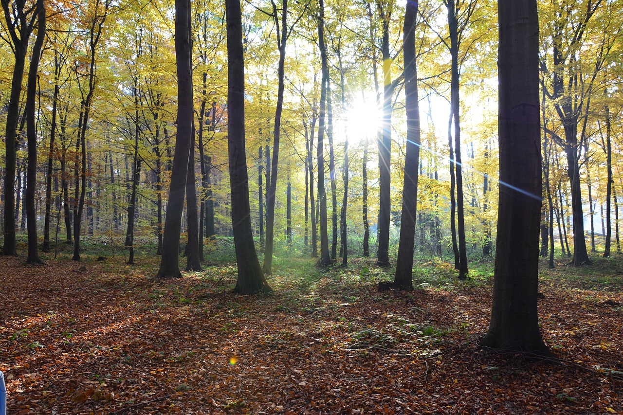 forest autumn tree free photo