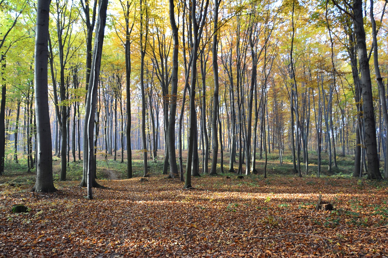 forest autumn nature free photo