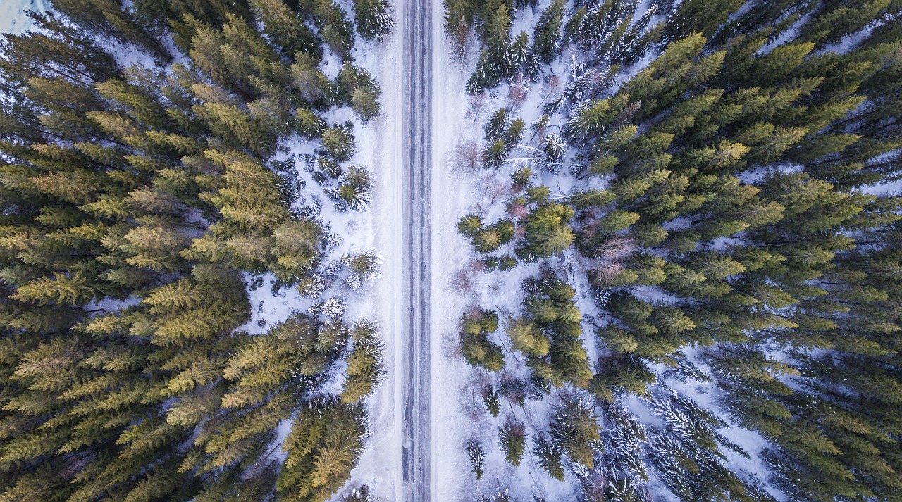 forest road above free photo