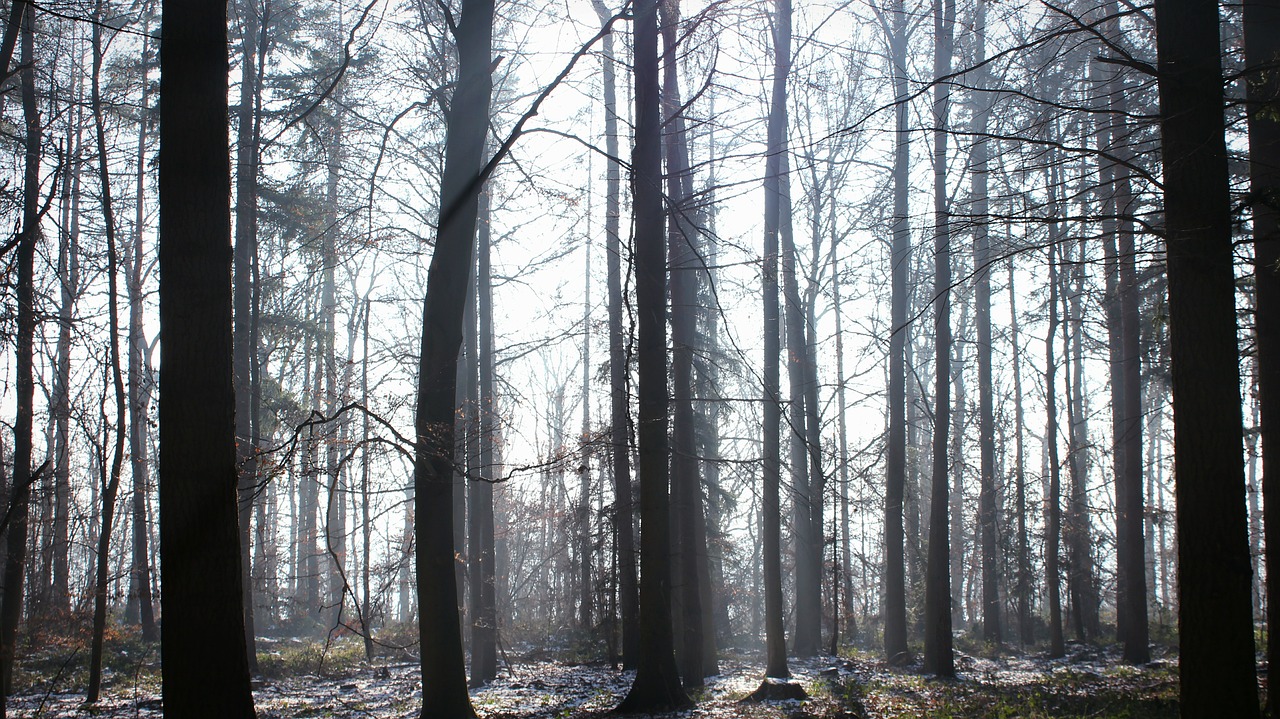 forest creepy fog free photo