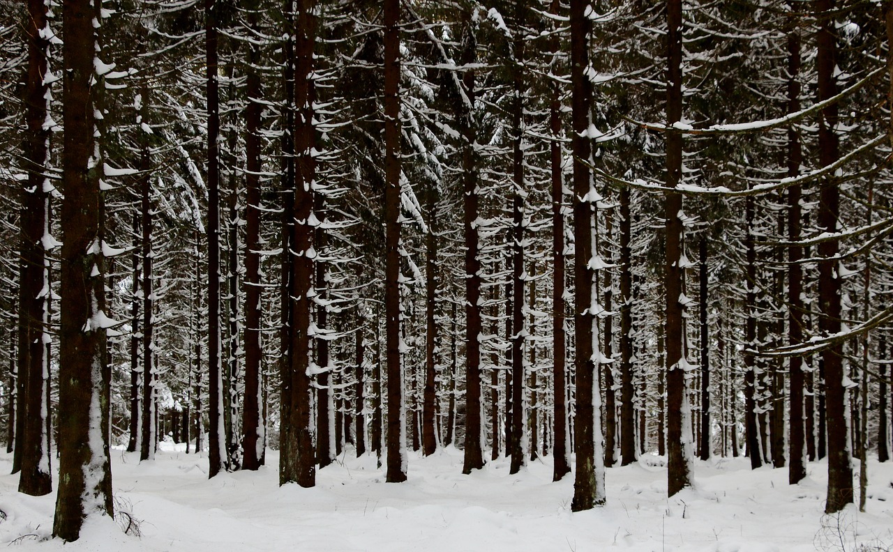 forest fir forest snow free photo