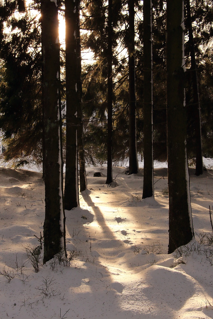 forest snow winter free photo