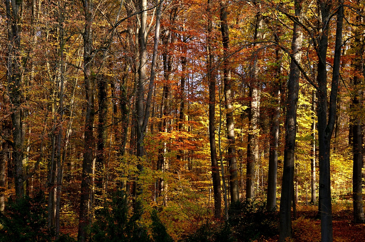 forest autumn colorful free photo