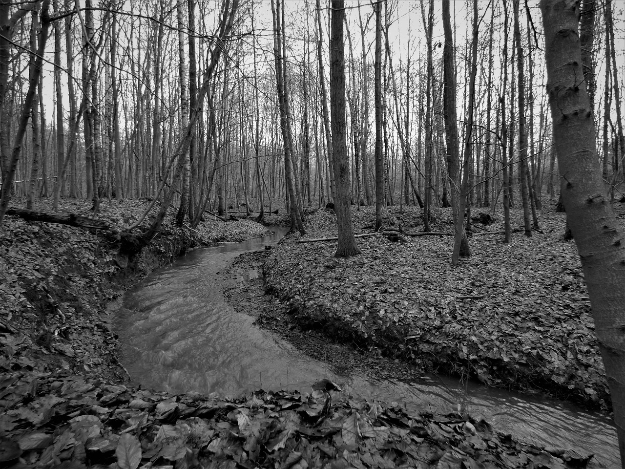 forest bach trees free photo