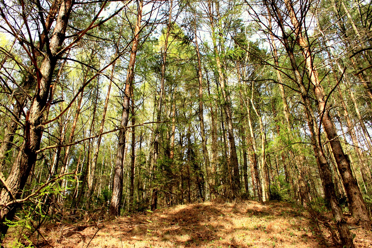 forest trees nature free photo