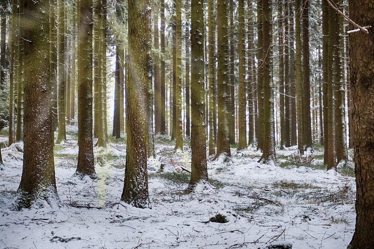 forest glade sunbeam free photo