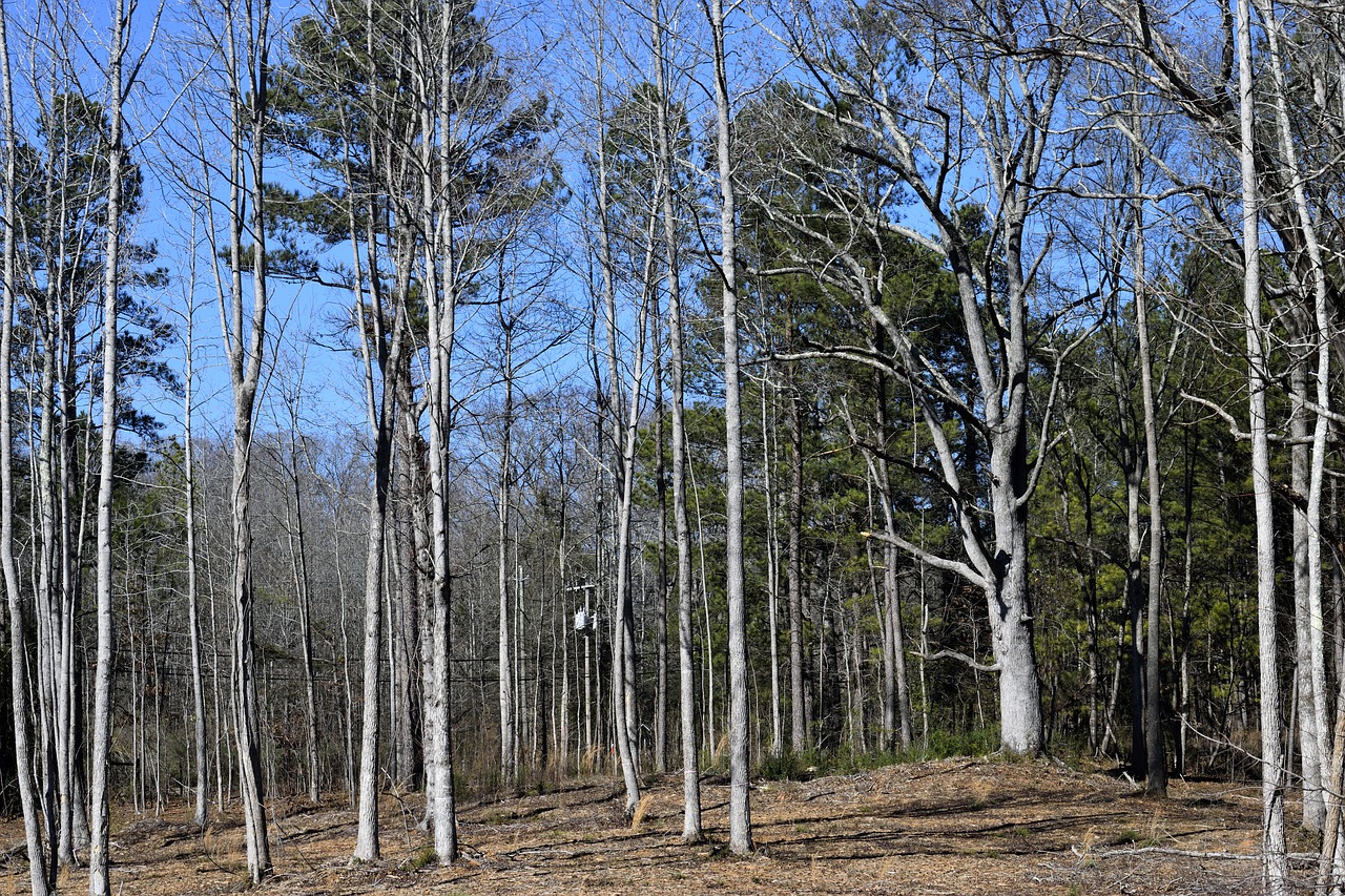 forest baron trees outdoors free photo