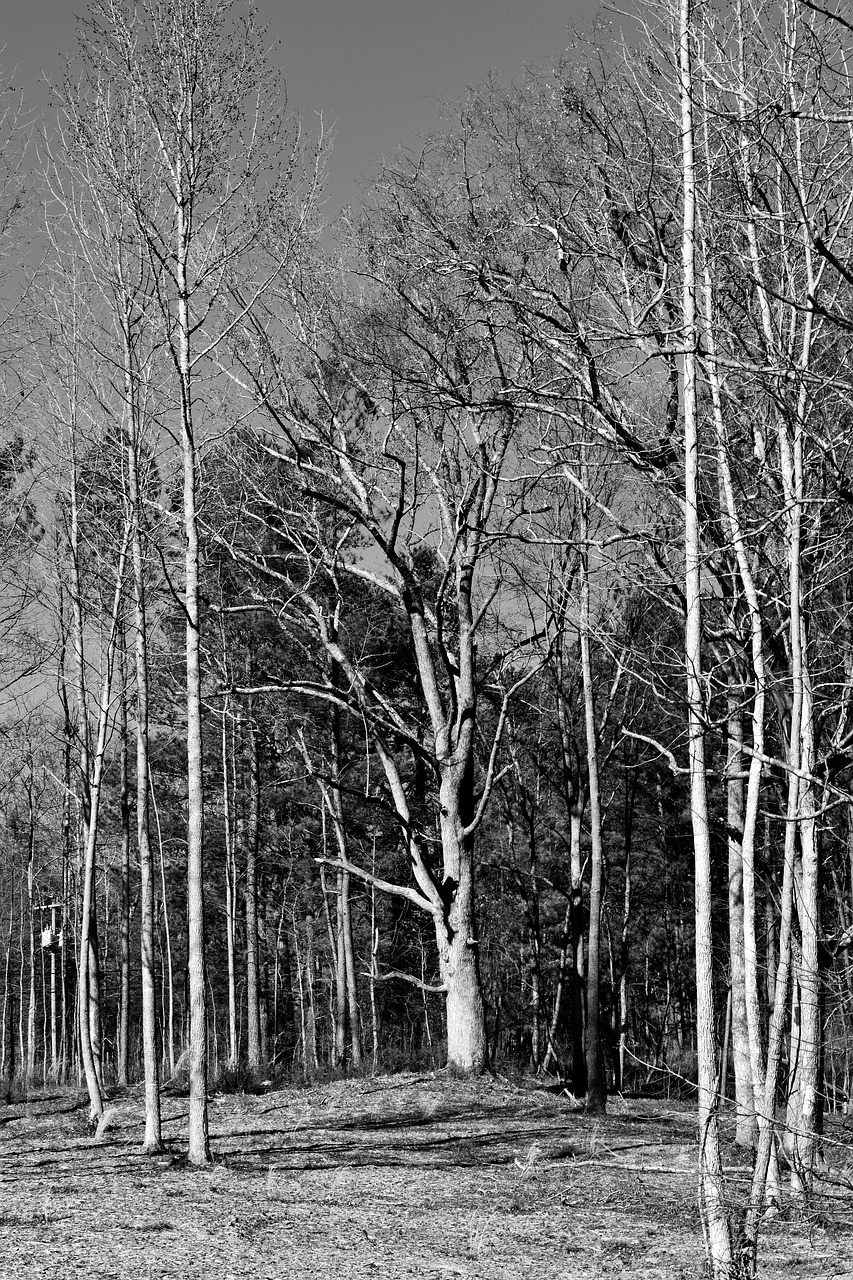 forest barren trees outdoors free photo