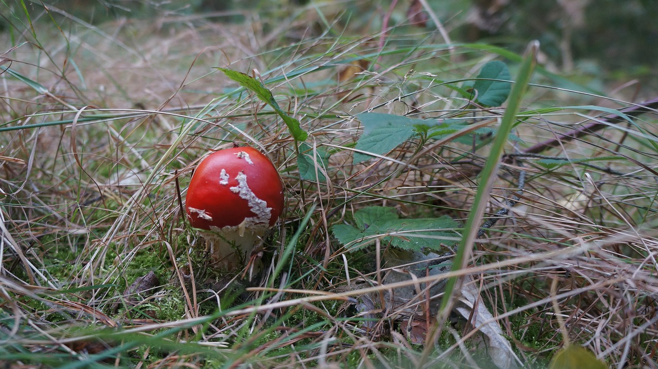 forest fungus red free photo