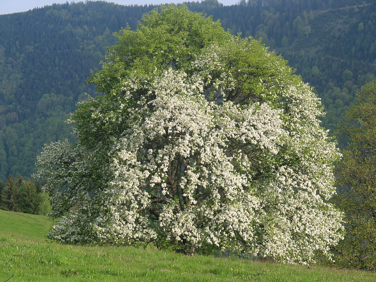 forest green trees free photo