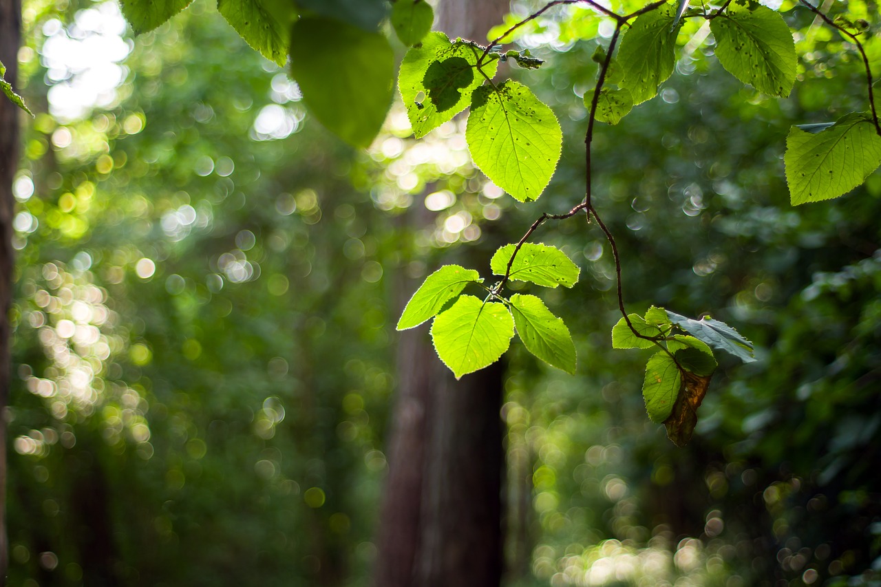 forest branch summer free photo