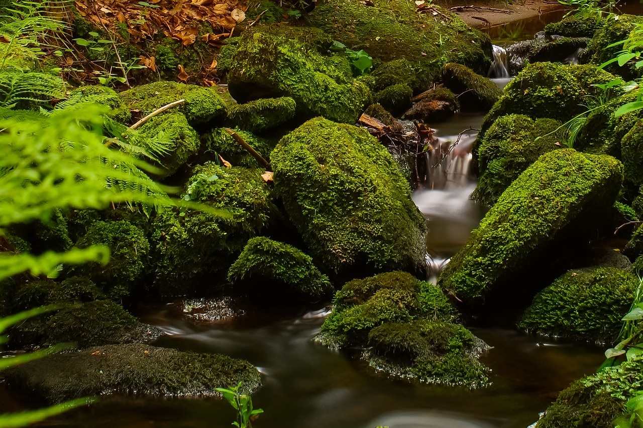 forest stream trees free photo