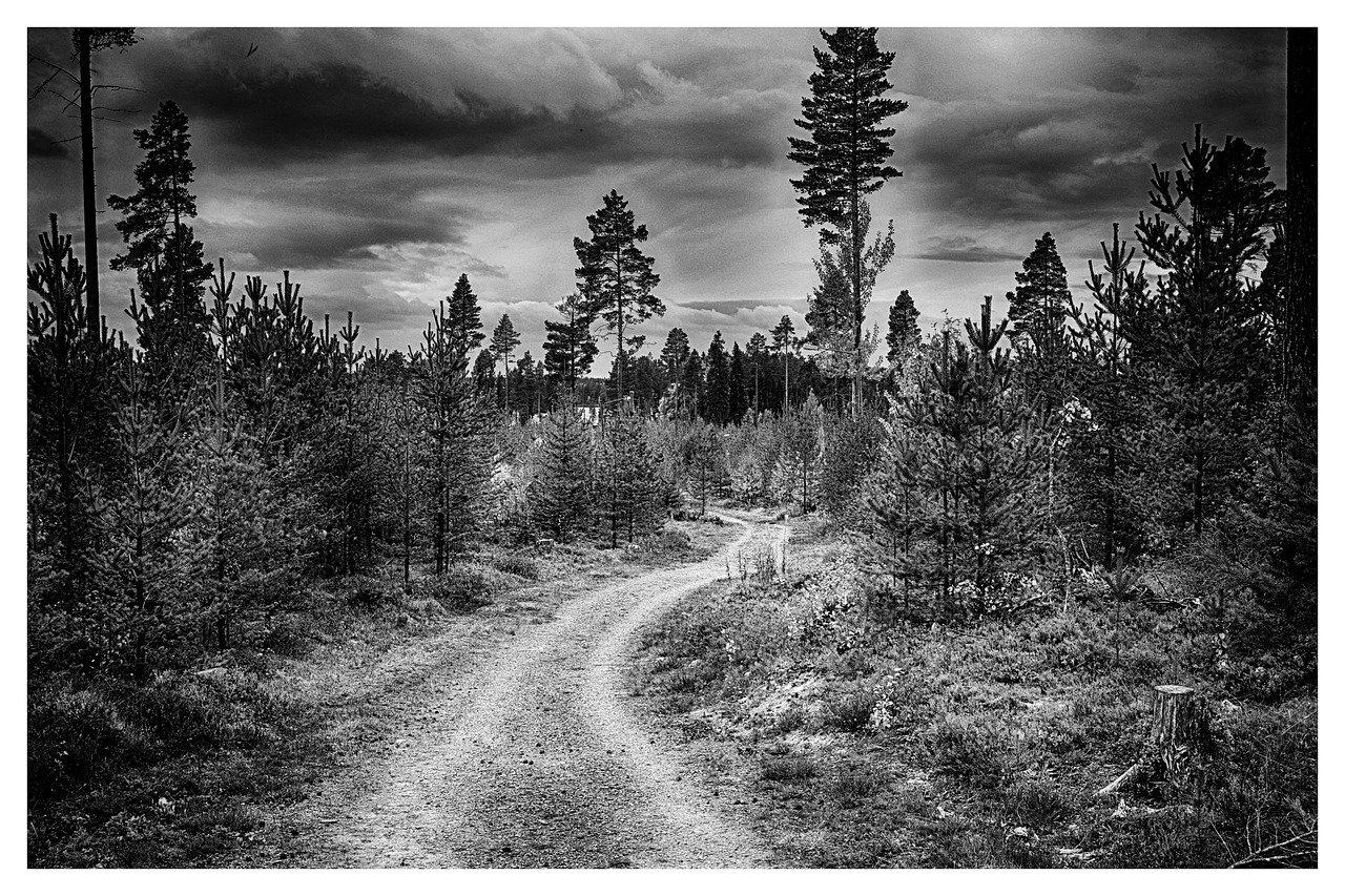 forest forest road thread free photo