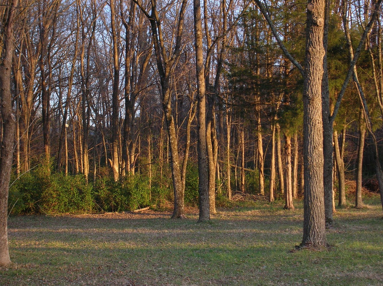 forest trees countryside free photo