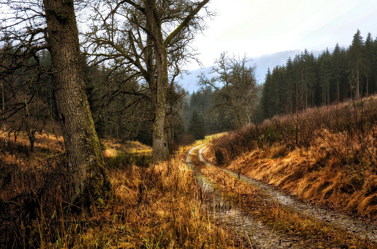 forest track nature free photo