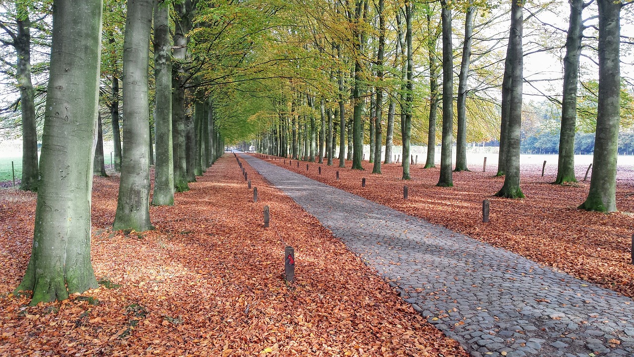 forest path belgium free photo