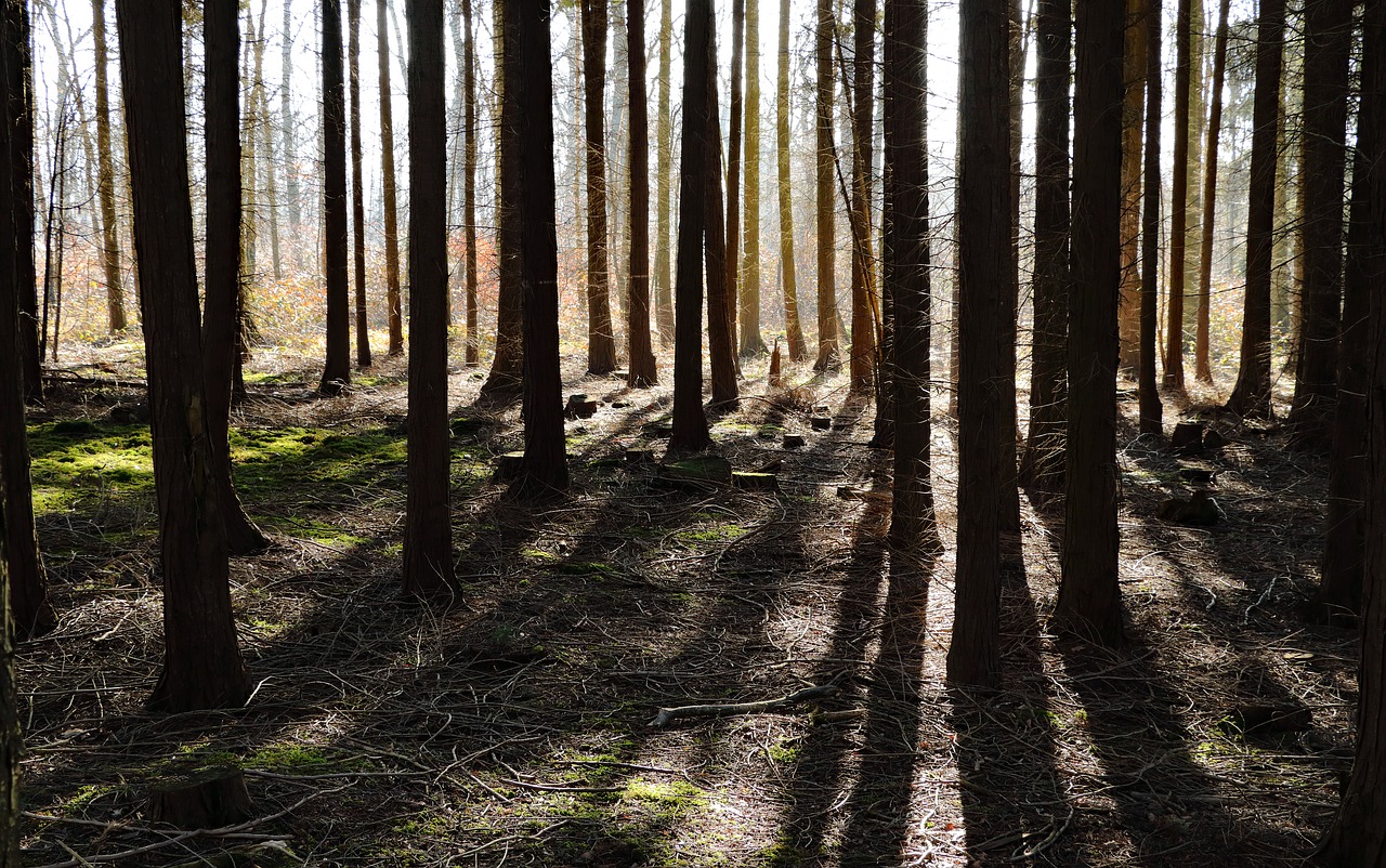 forest trees shadow free photo