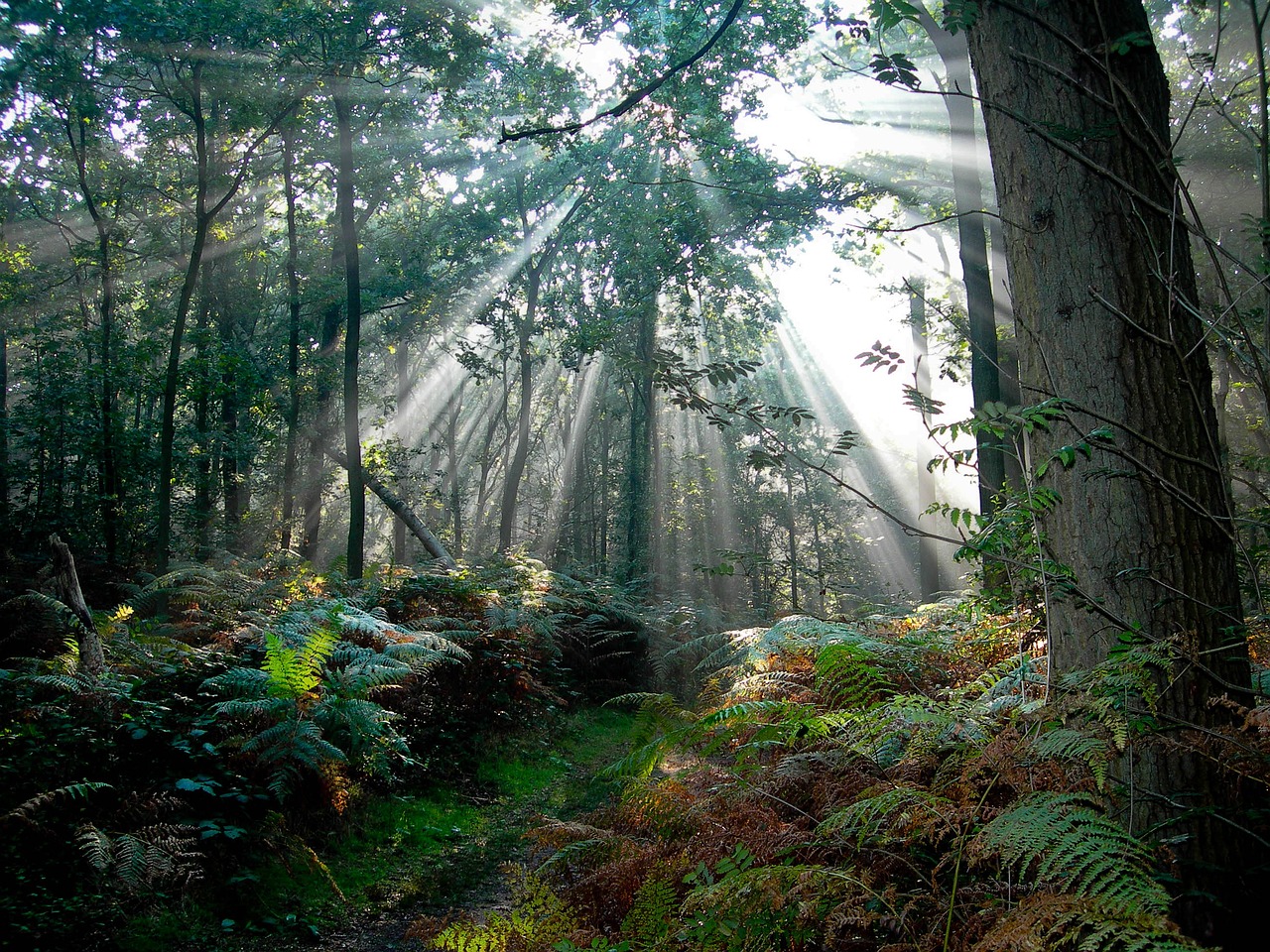 forest netherlands sun rays free photo