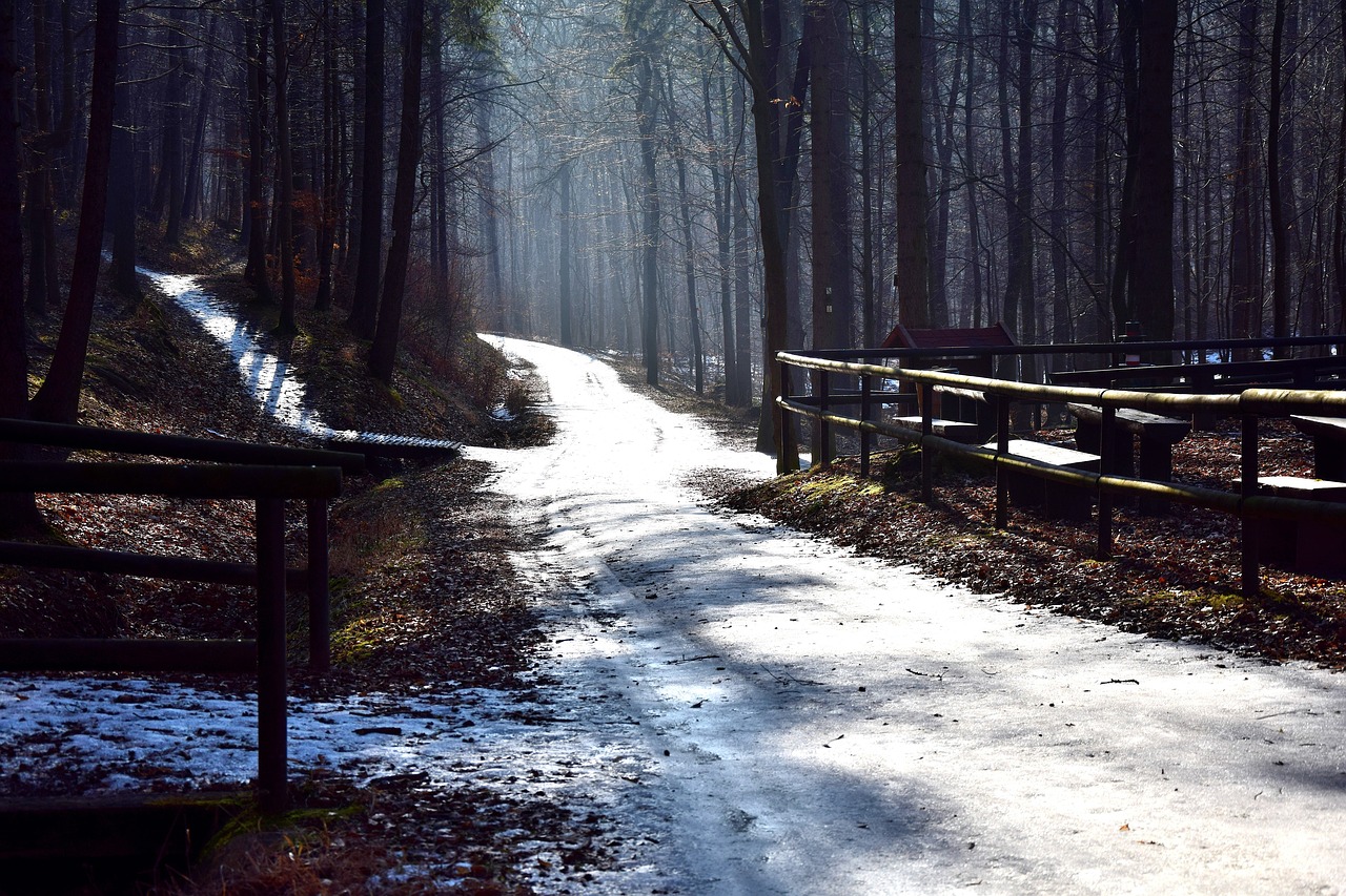 forest iced morning hour free photo