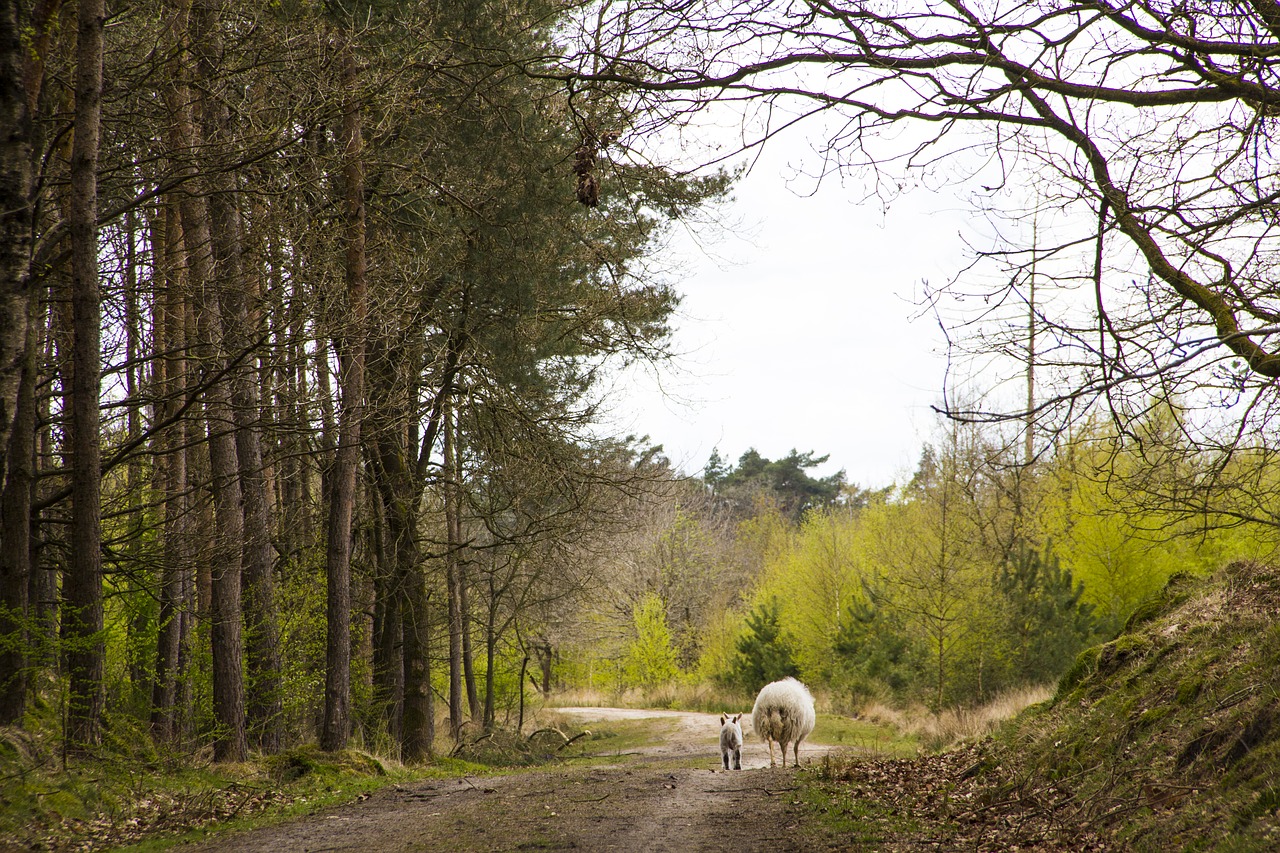 forest sheep lamb free photo