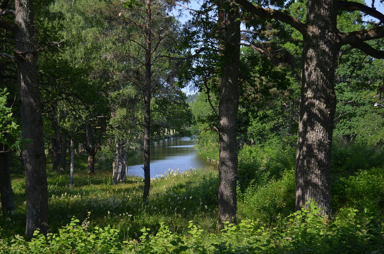 forest summer channel free photo