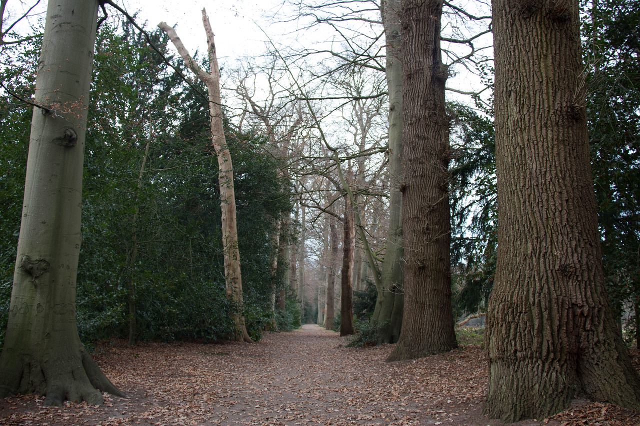 forest nature autumn free photo