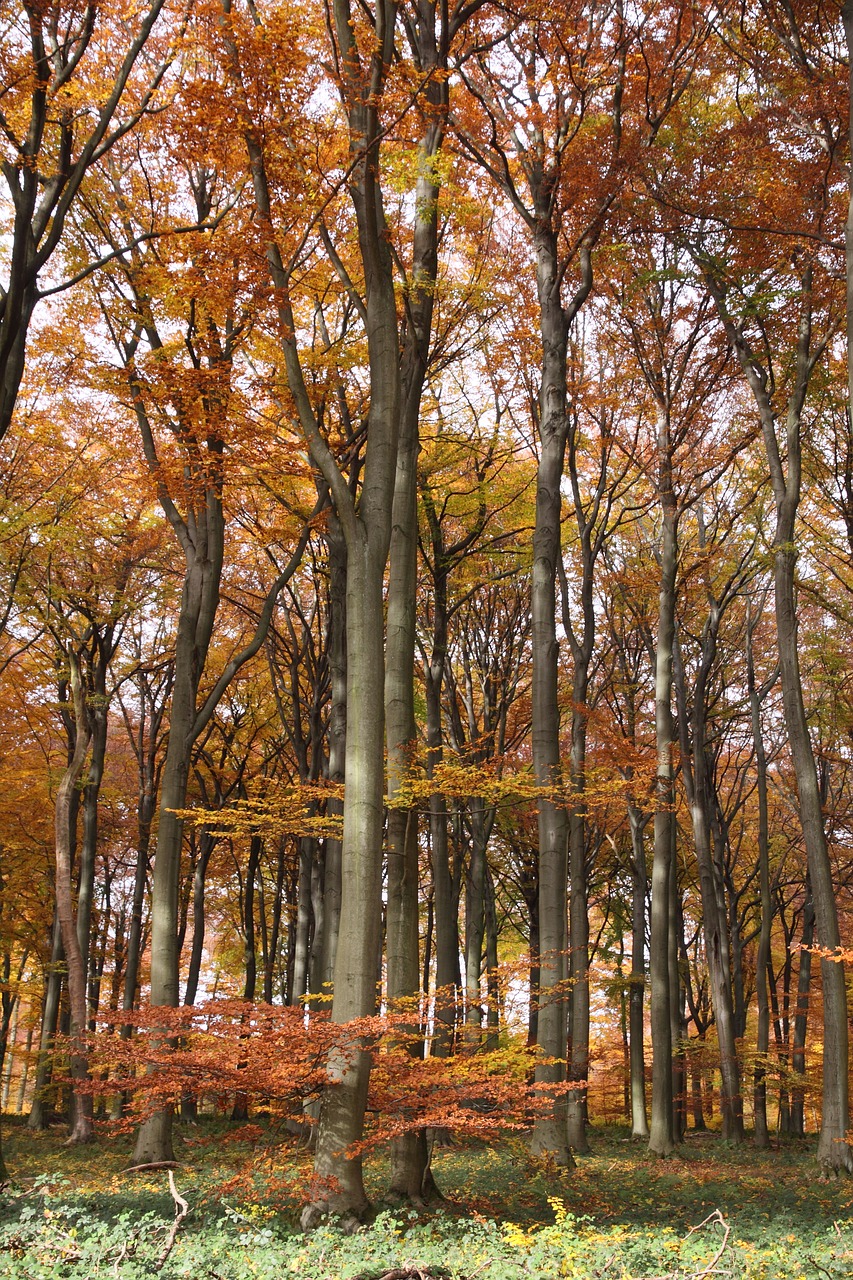 forest autumn foliage free photo