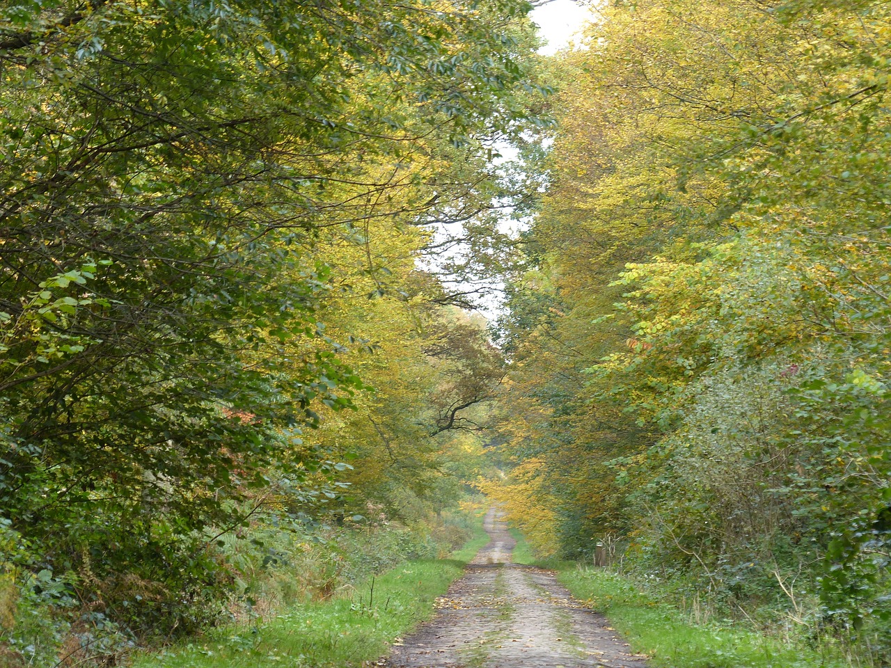 forest path fall free photo