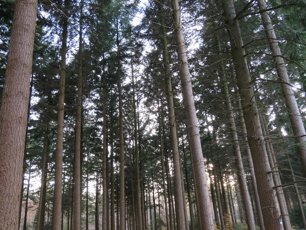 forest trees nature free photo