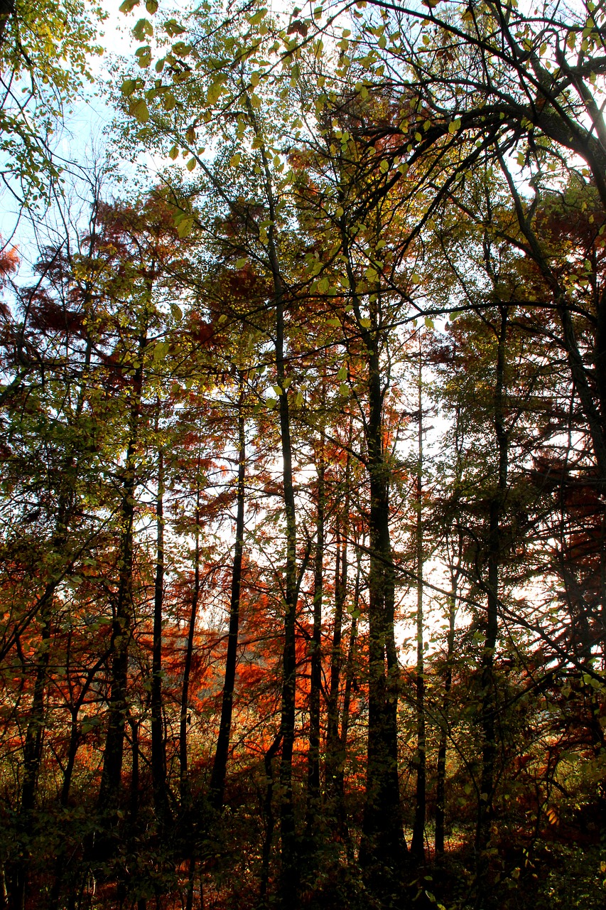 forest trees autumn free photo