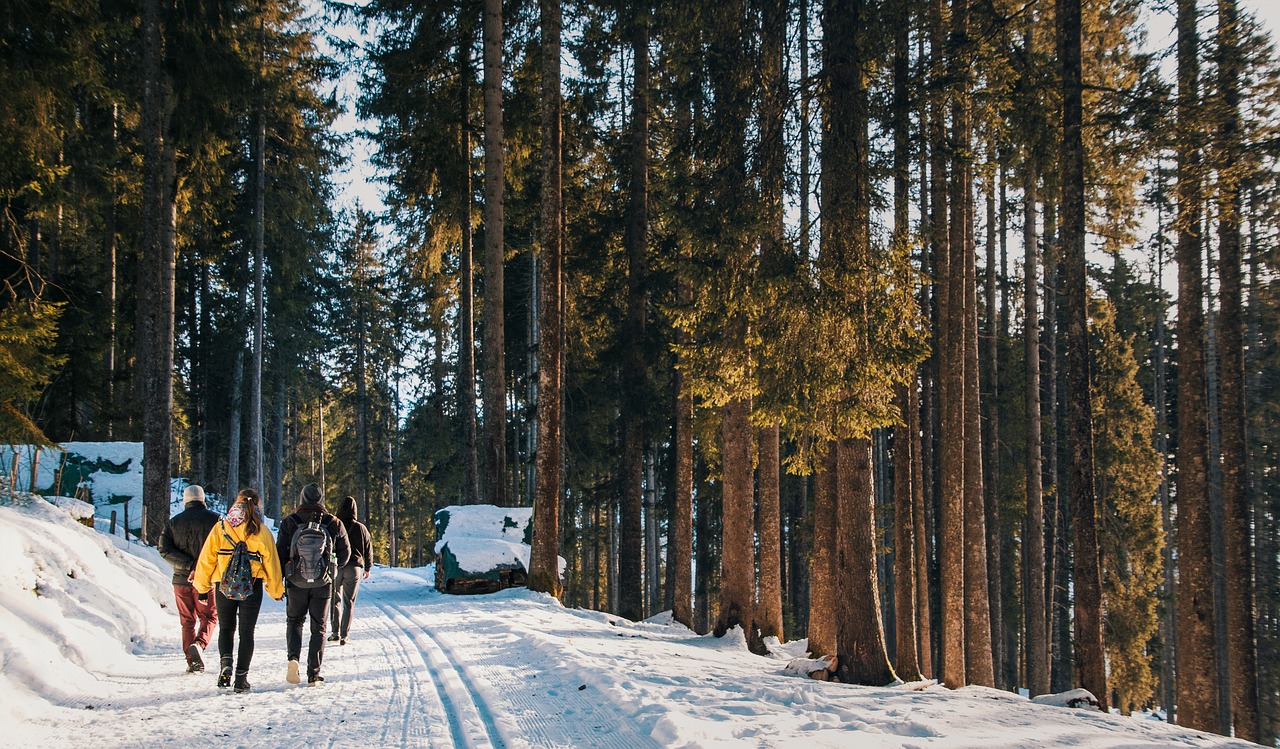 forest hiking winter free photo