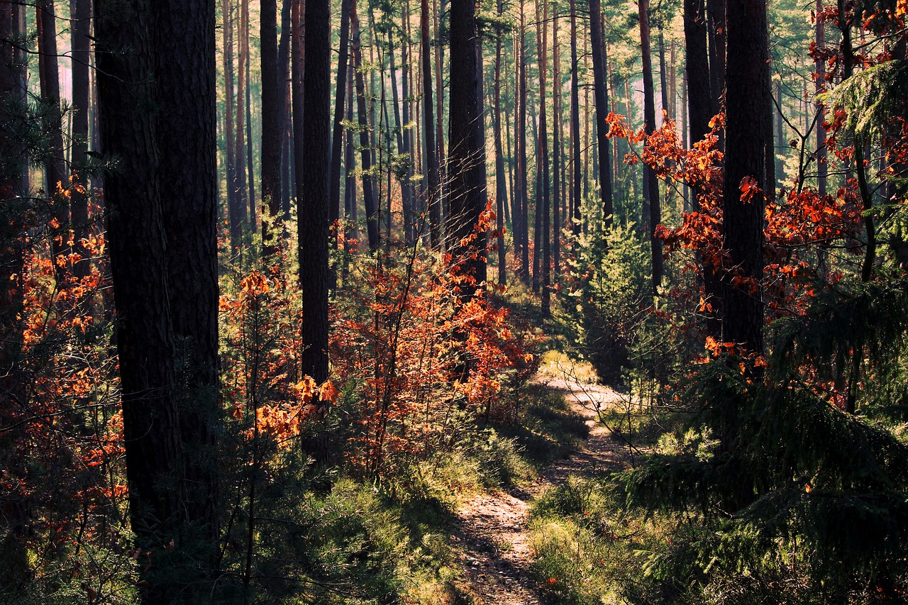 forest light nature free photo