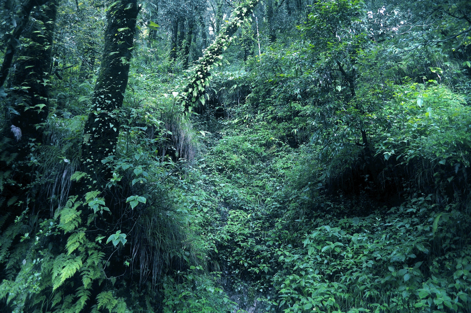 forest foliage dark free photo