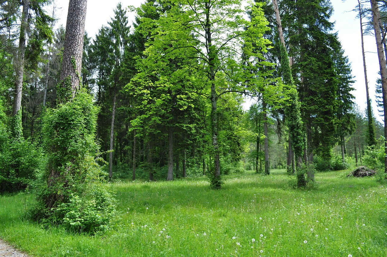 forest green trees free photo