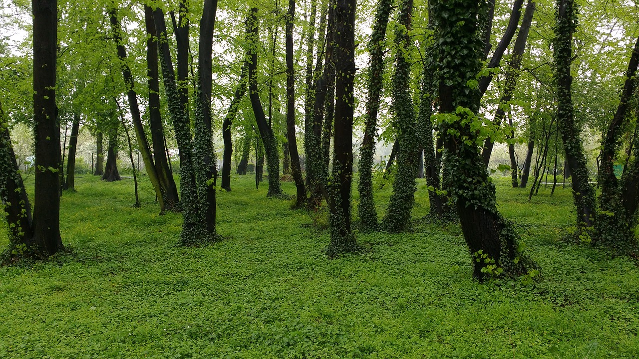 forest ivy header helix free photo