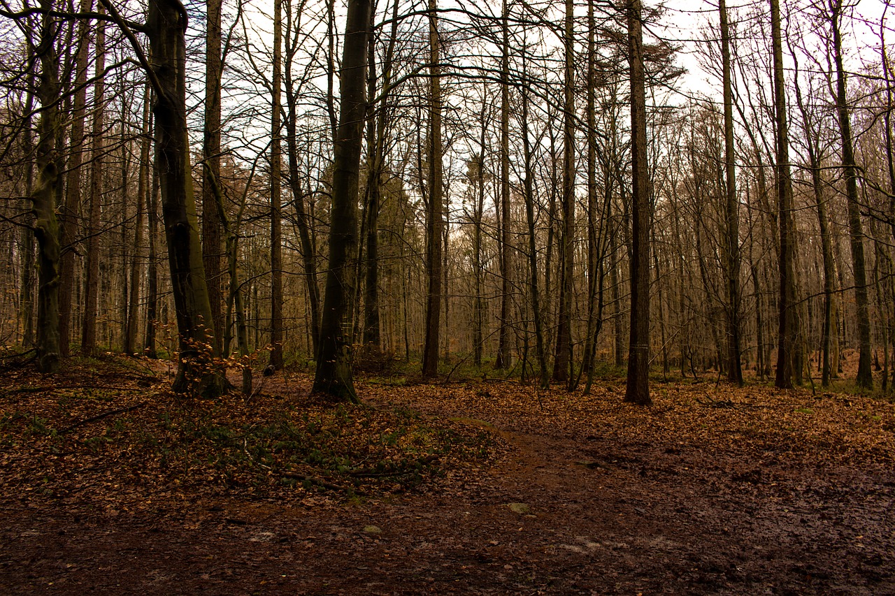 forest trees nature free photo