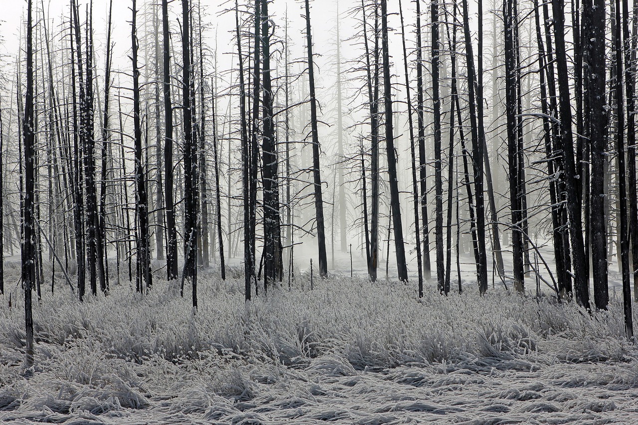 forest frost trees free photo