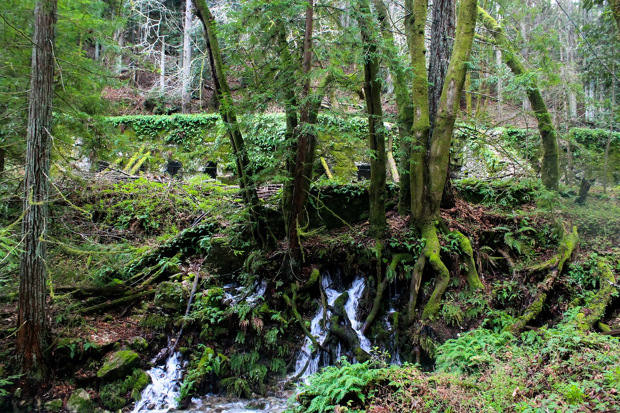 forest usa california free photo