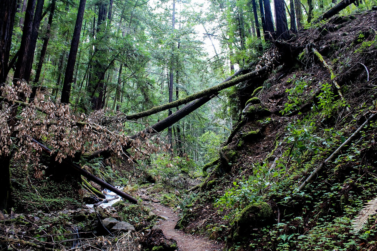 forest usa california free photo