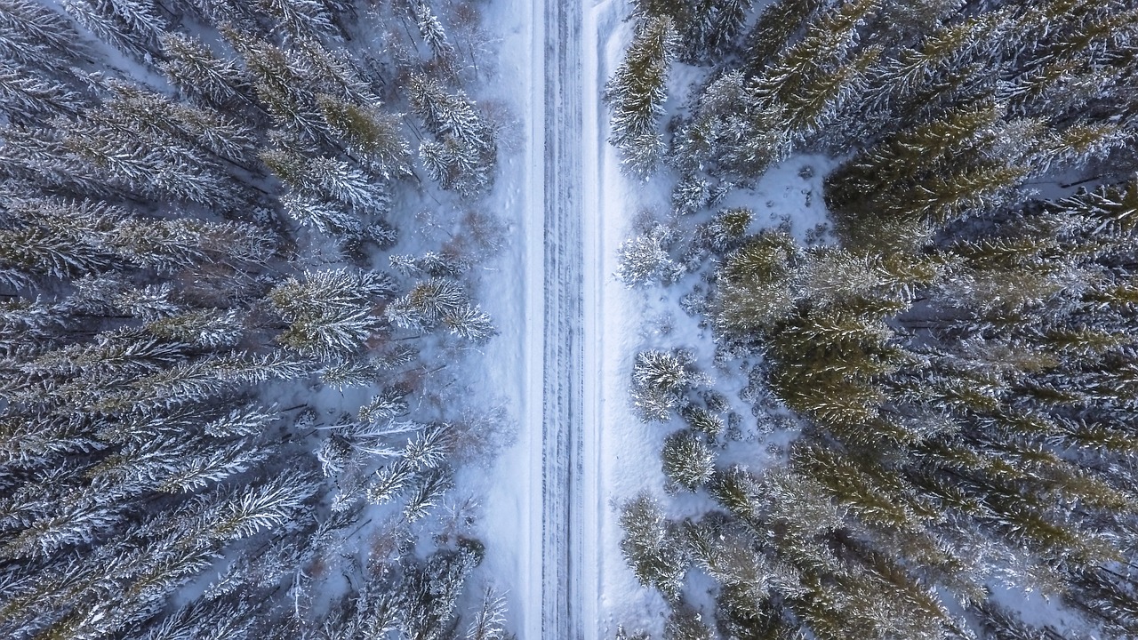 forest road above free photo