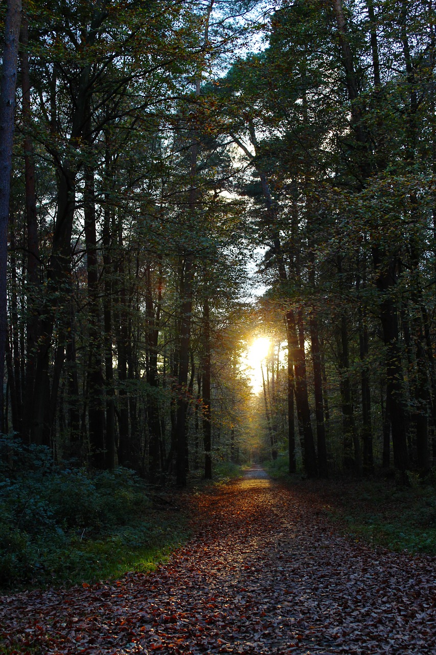 forest trees autumn free photo