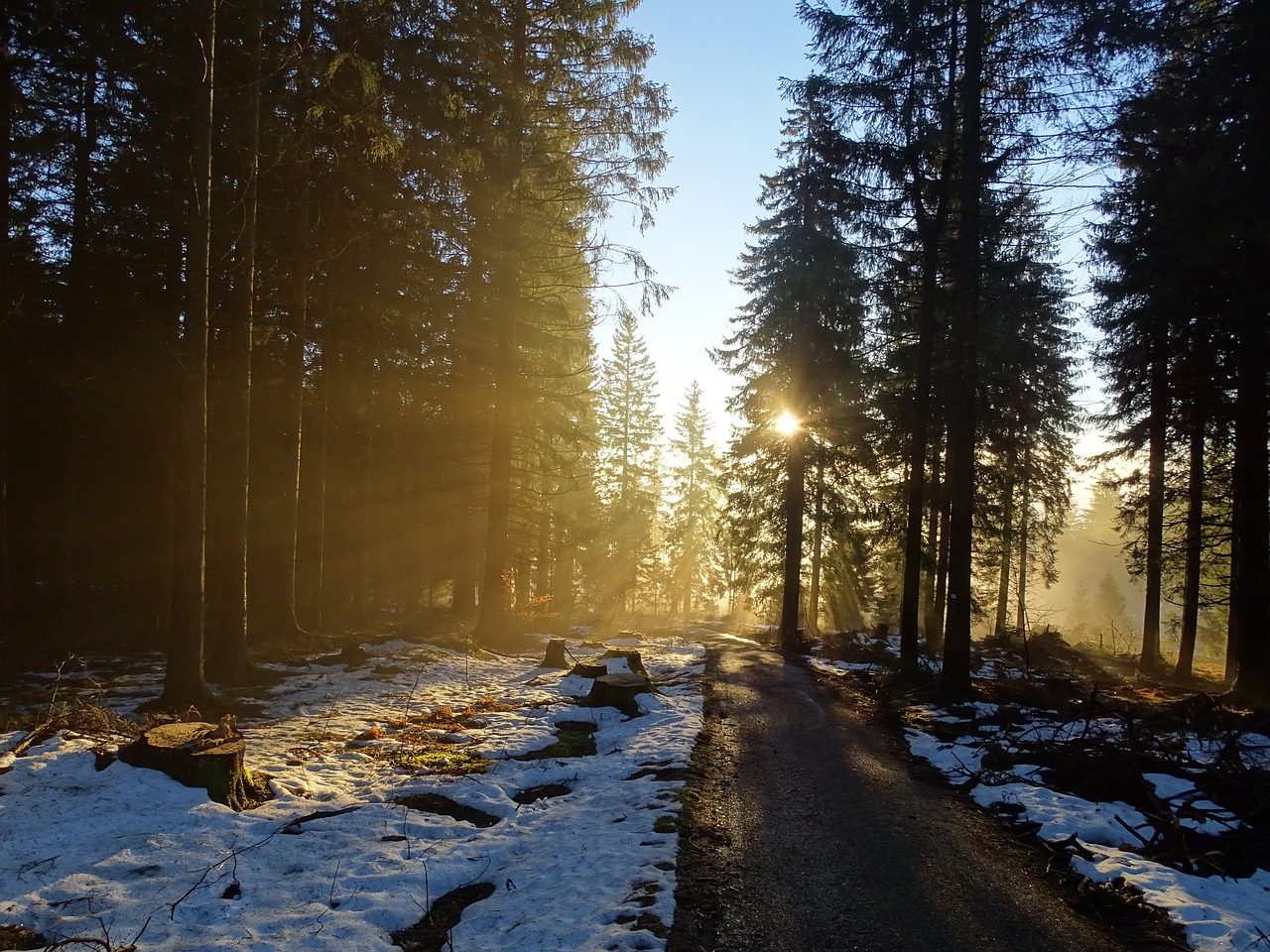 forest nature trees free photo