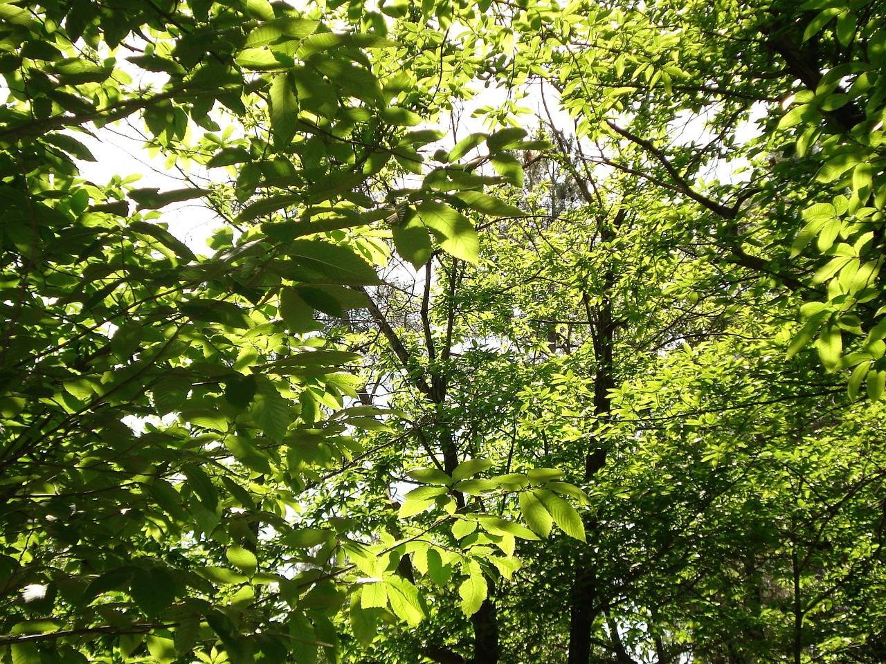 forest leaves green free photo