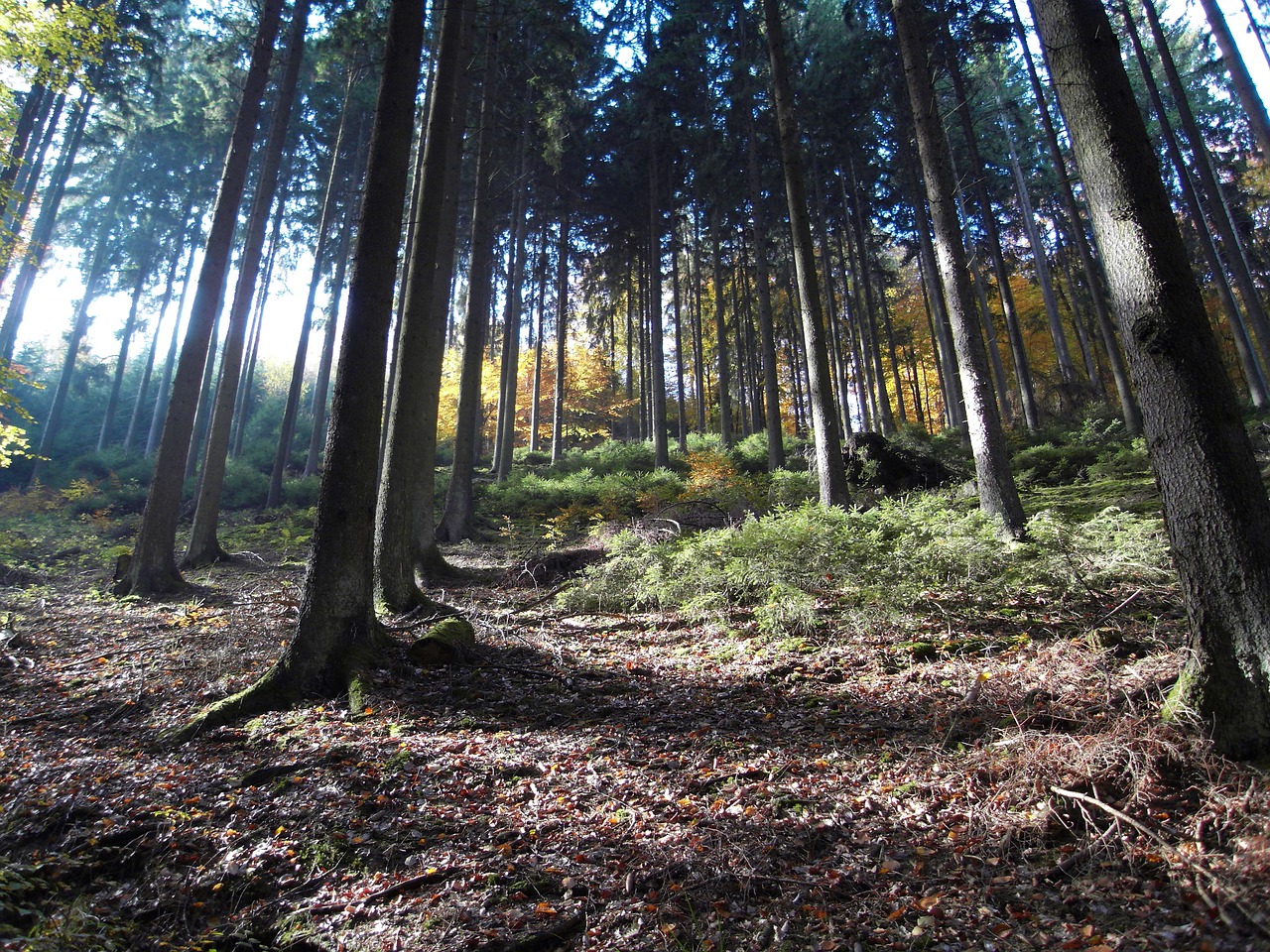 forest mood autumn free photo