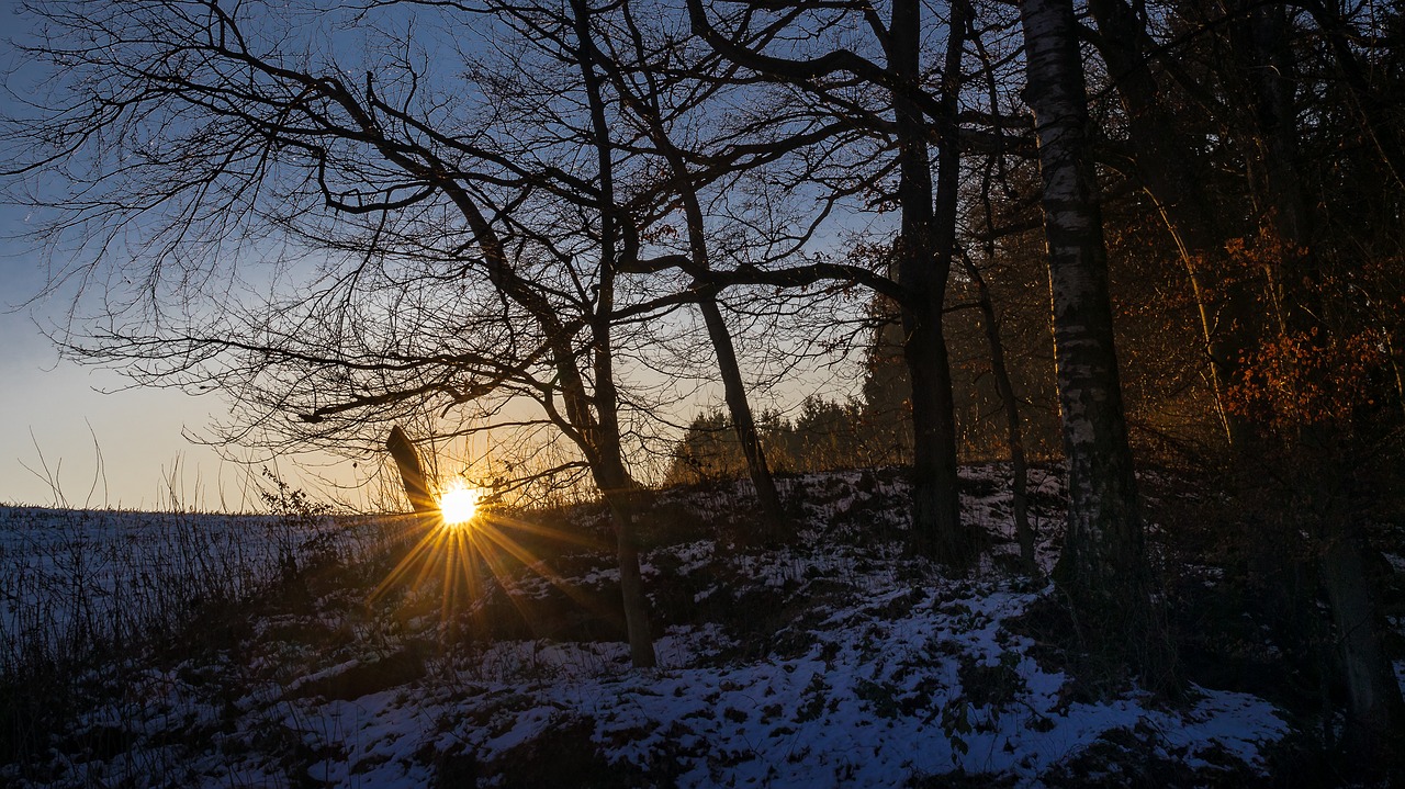 forest winter snow free photo