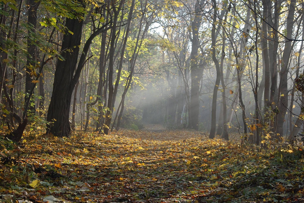 forest path nature free photo