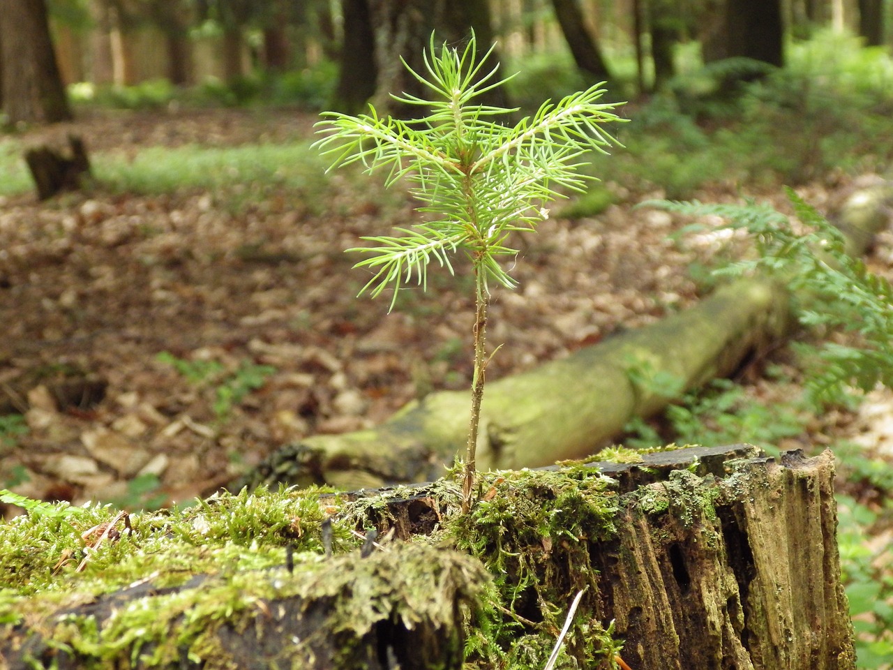 forest tree nature free photo